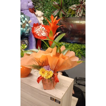 Guzmania